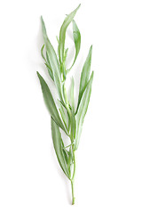 Image showing Tarragon