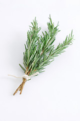 Image showing Rosemary