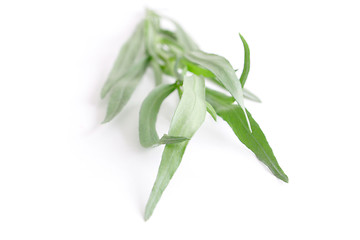 Image showing Tarragon