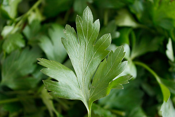 Image showing Parsley