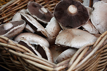 Image showing Mushrooms