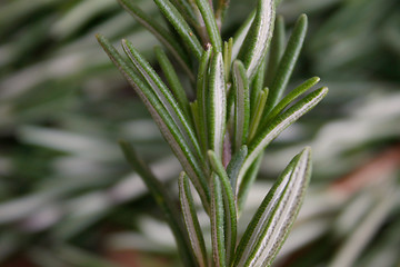 Image showing Rosemary