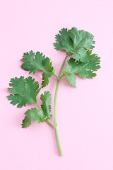 Image showing Coriander