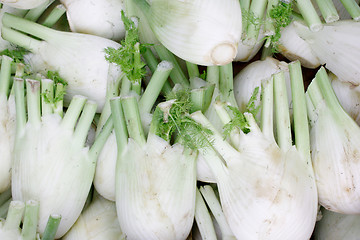 Image showing Fennel