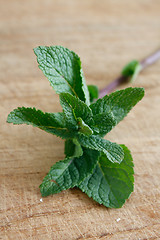 Image showing Mint leaves