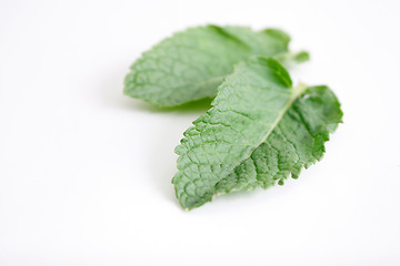 Image showing Mint leaves