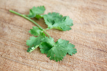 Image showing Coriander