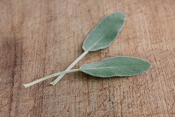 Image showing Sage