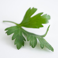 Image showing Parsley