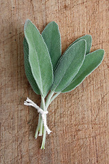 Image showing Sage