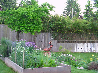 Image showing Backyard Garden