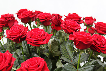 Image showing Bouquet of red roses