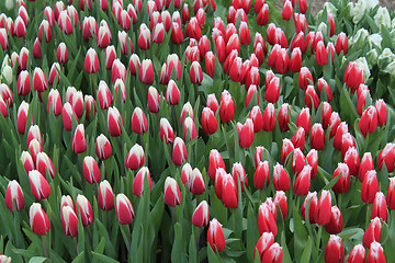 Image showing red-white tulips