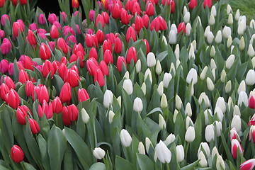 Image showing Tulips