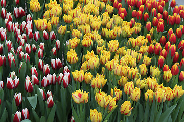 Image showing Tulips