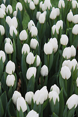 Image showing Snow-white tulips