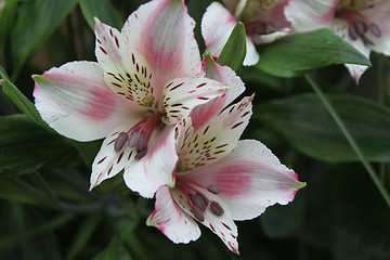 Image showing Alstroemeria flower