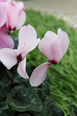 Image showing Cyclamen