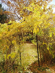 Image showing autumn arch 2