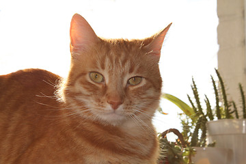 Image showing Cat