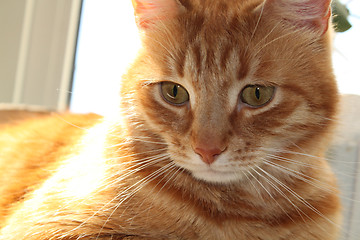 Image showing attentively red cat