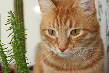 Image showing thoughtfu red cat