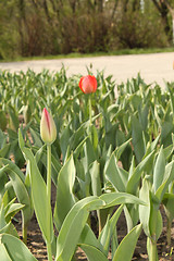 Image showing flower-bed of red tulip