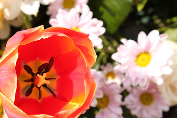 Image showing red tulip and pink chrysanthemums