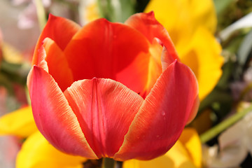 Image showing Flower of red tulip