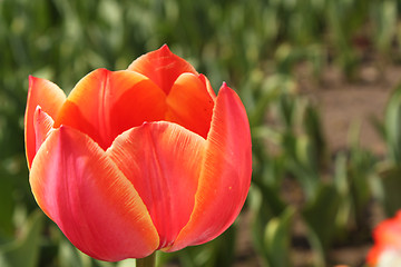 Image showing Flower of red tulip