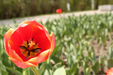 Image showing flower-bed of red tulip