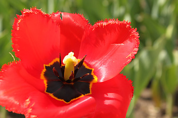 Image showing Flower of red tulip