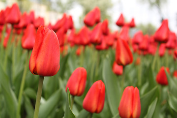 Image showing field of red tulips