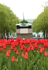 Image showing flower-bed of red tulip