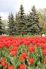 Image showing flower-bed of red tulip in park