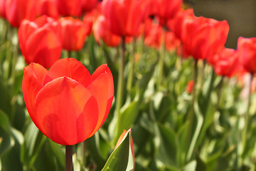 Image showing flower-bed of red tulip
