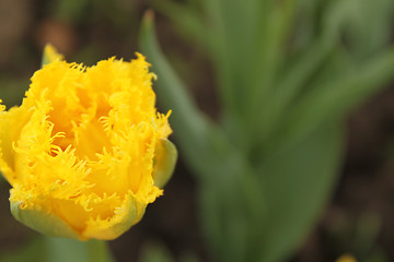 Image showing Flower of yellow tulip