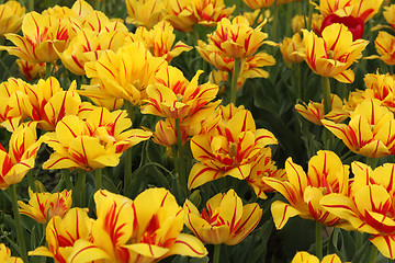 Image showing flower-bed of yellow - red tulip