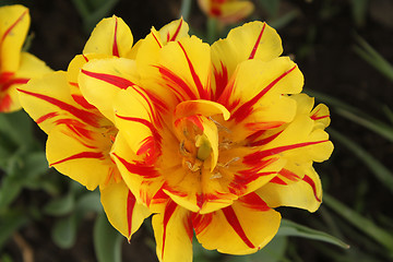 Image showing Flower of yellow tulip