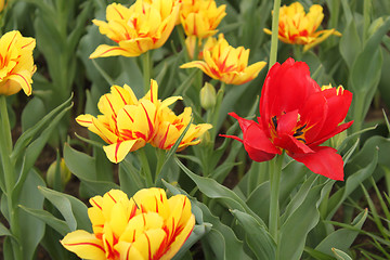 Image showing one red tulip in flower-bed of yellow tulip