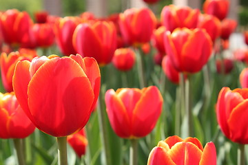 Image showing red tulips