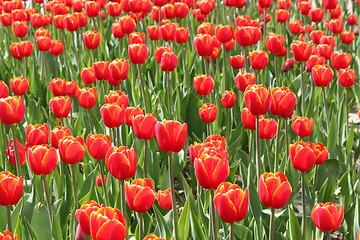 Image showing flower-bed of red tulip