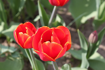 Image showing Tulips