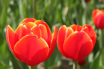 Image showing red tulips