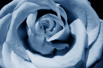 Image showing blue rose