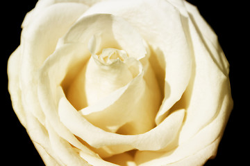 Image showing White rose with effect of a gold luminescence