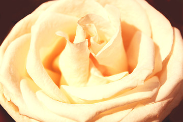 Image showing Flower of a white rose