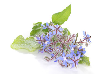 Image showing Borage