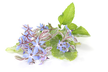 Image showing Borage