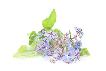 Image showing Borage